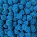 Mûres perlées bleues Dulceplus